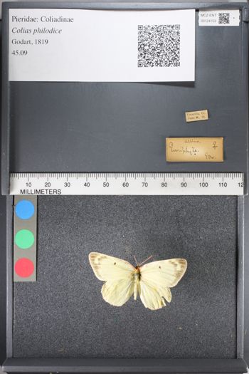 Media type: image;   Entomology 124153